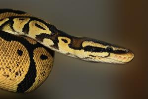 snake-419043_1280.jpg