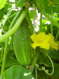 cucumber-1480080_960_720.jpg