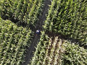 Shutterstock_1634662372_corn plantation.jpg