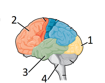 occipital lobe.png